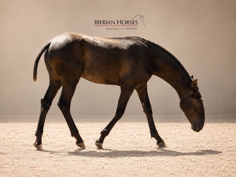 Lusitano Mix Hengst 1 Jaar 152 cm Schimmel in Navas Del Madroño