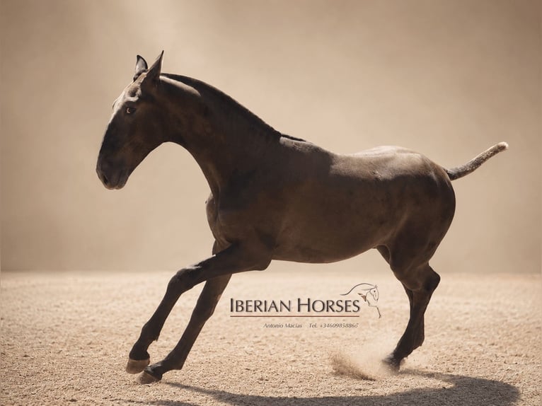 Lusitano Mix Hengst 1 Jaar 152 cm Schimmel in Navas Del Madroño