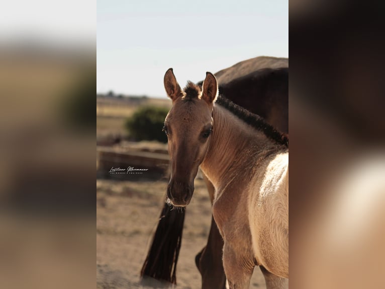 Lusitano Hengst 1 Jaar 155 cm Falbe in Ribeira de São João