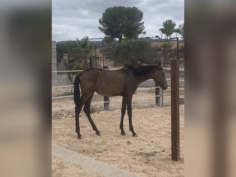 Lusitano Hengst 1 Jaar 156 cm Falbe in Sutullena