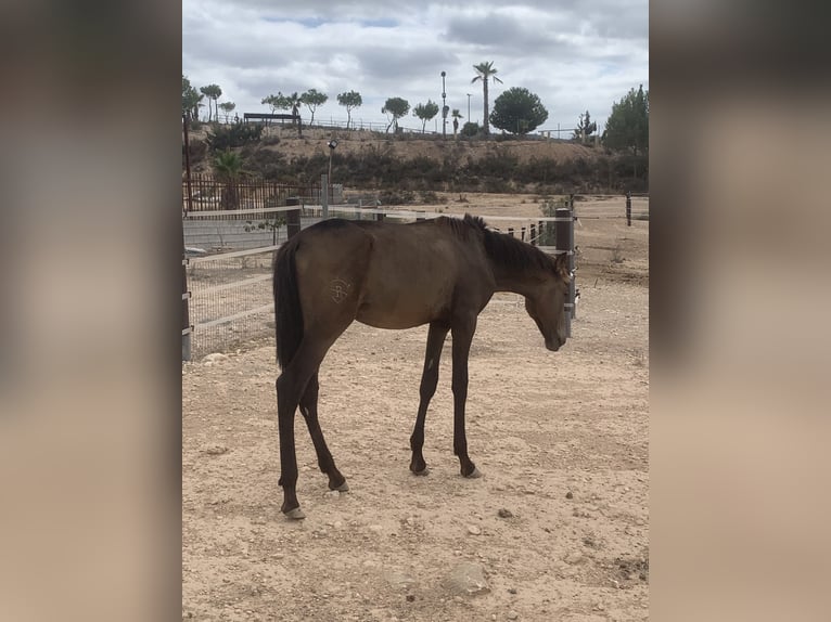 Lusitano Hengst 1 Jaar 156 cm Falbe in Sutullena