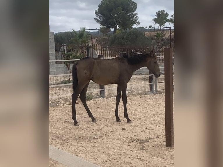 Lusitano Hengst 1 Jaar 156 cm Falbe in Sutullena