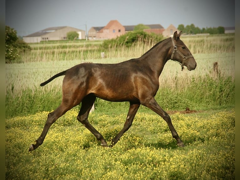 Lusitano Hengst 1 Jaar 158 cm Schimmel in Bredene