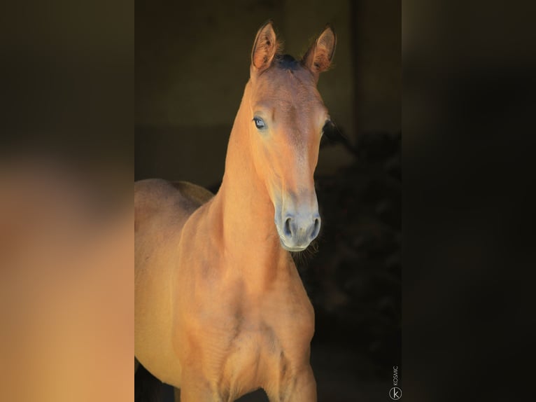 Lusitano Hengst 1 Jaar 160 cm Bruin in Antras