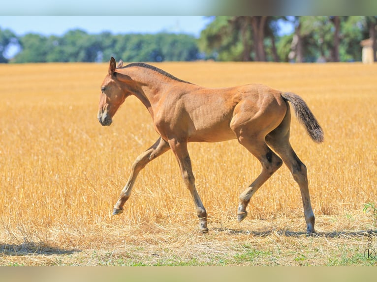 Lusitano Hengst 1 Jaar 160 cm Bruin in Antras