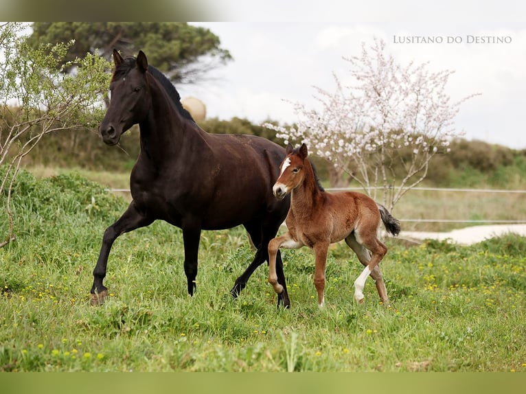 Lusitano Mix Hengst 1 Jaar 160 cm Bruin in Générac