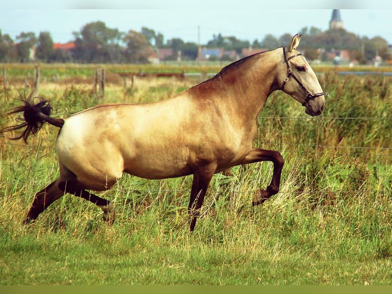 Lusitano Hengst 1 Jaar 160 cm kan schimmel zijn in Bredene