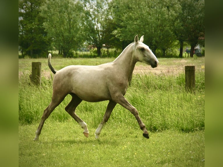 Lusitano Hengst 1 Jaar 160 cm kan schimmel zijn in Bredene