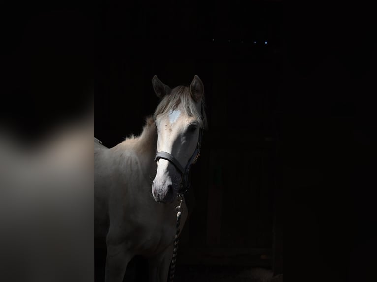 Lusitano Mix Hengst 1 Jaar 160 cm Pearl in HarthausenHarthausen