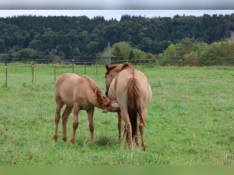 Lusitano Hengst 1 Jaar 160 cm Red Dun in Fuchstal