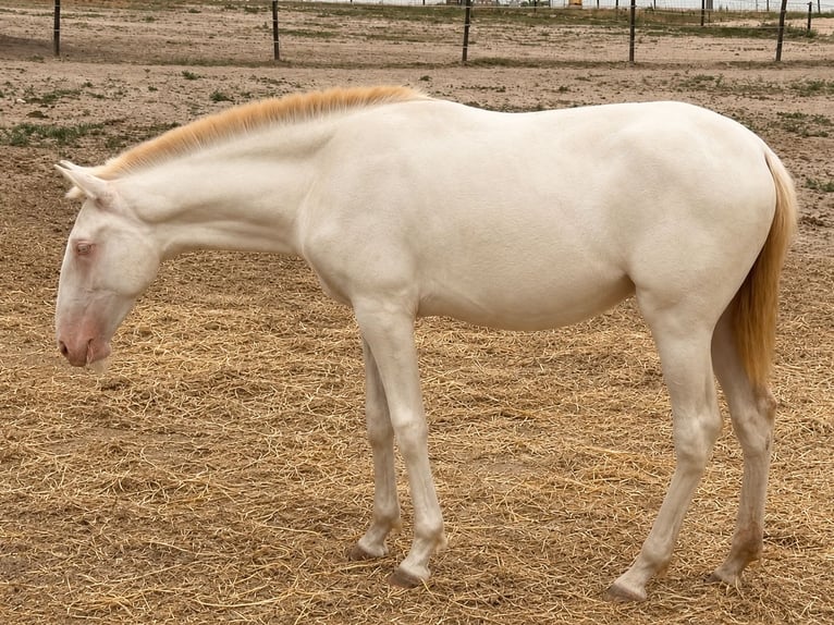 Lusitano Hengst 1 Jaar 162 cm Cremello in Caldas da Rainha