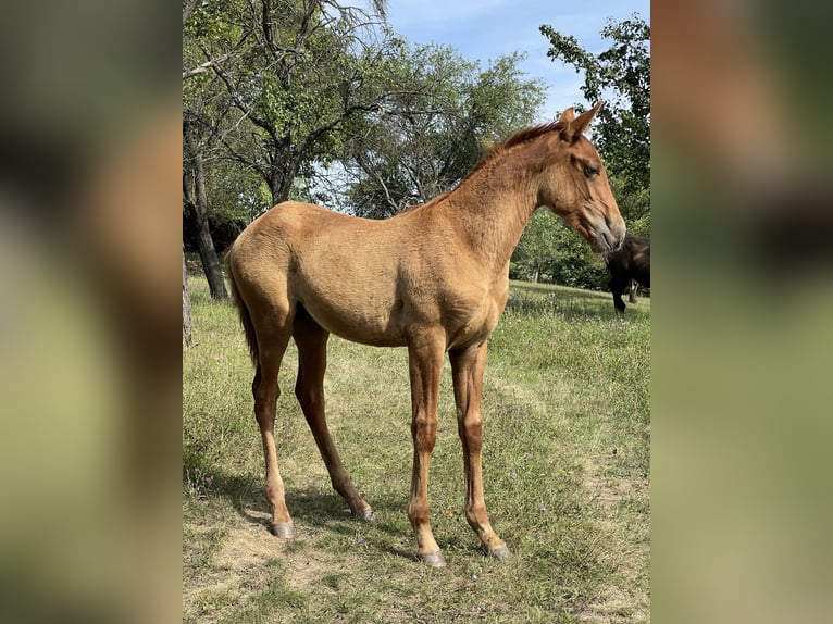 Lusitano Hengst 1 Jaar 163 cm Grullo in Hýskov