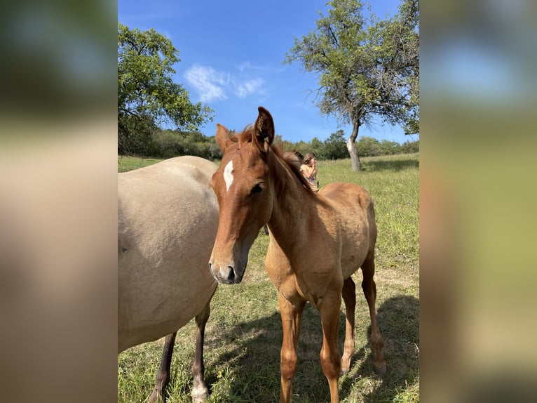 Lusitano Hengst 1 Jaar 163 cm Grullo in Hýskov