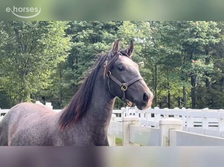Lusitano Hengst 1 Jaar 163 cm Schimmel in Stockton, NJ
