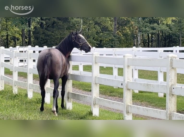 Lusitano Hengst 1 Jaar 163 cm Schimmel in Stockton, NJ