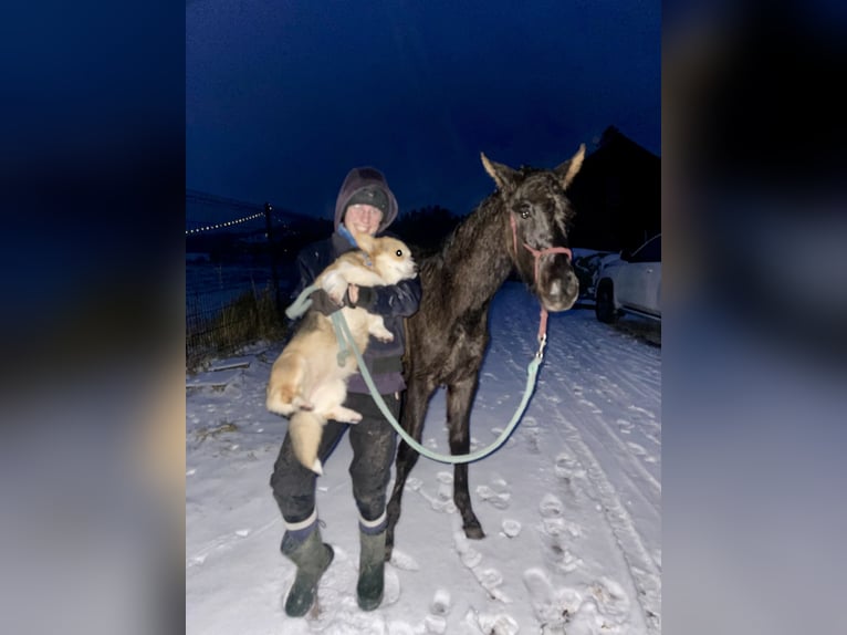 Lusitano Hengst 1 Jaar 163 cm in Hýskov