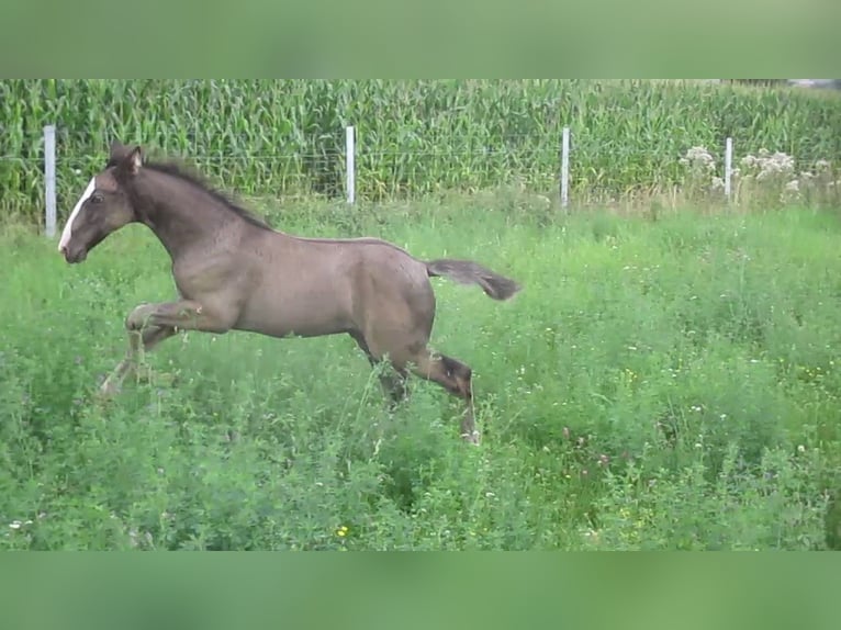 Lusitano Hengst 1 Jaar 163 cm Zwart in Siegen