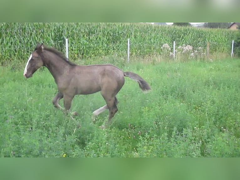 Lusitano Hengst 1 Jaar 163 cm Zwart in Siegen