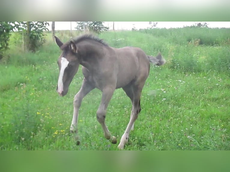 Lusitano Hengst 1 Jaar 163 cm Zwart in Siegen