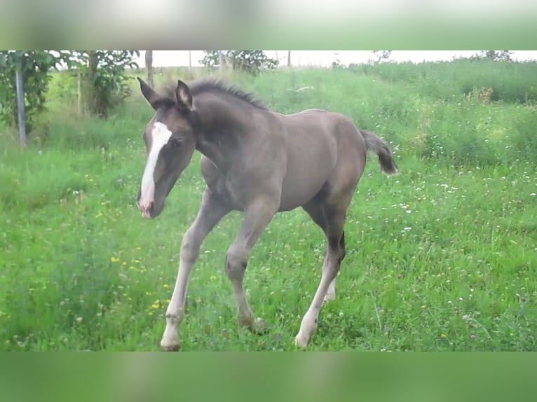 Lusitano Hengst 1 Jaar 163 cm Zwart in Siegen