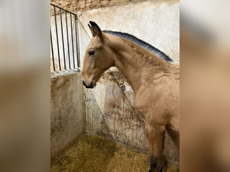Lusitano Hengst 1 Jaar 164 cm Buckskin in Trofa