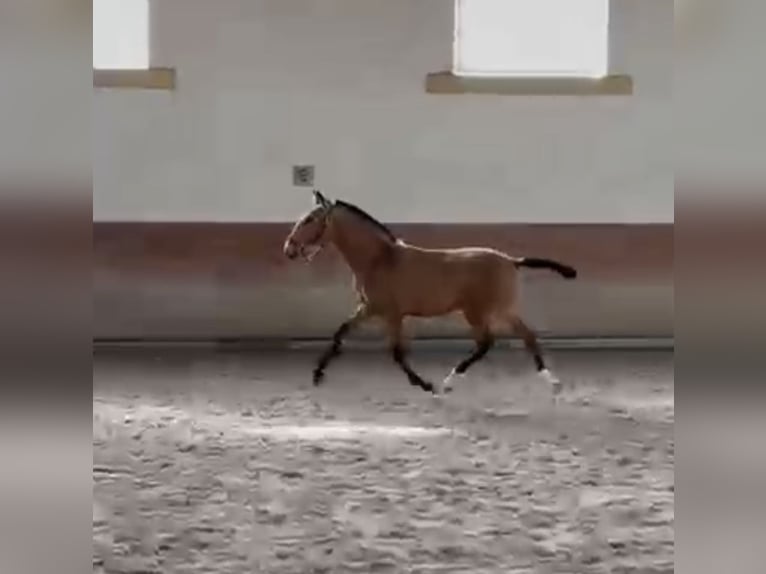 Lusitano Hengst 1 Jaar 164 cm Buckskin in Trofa