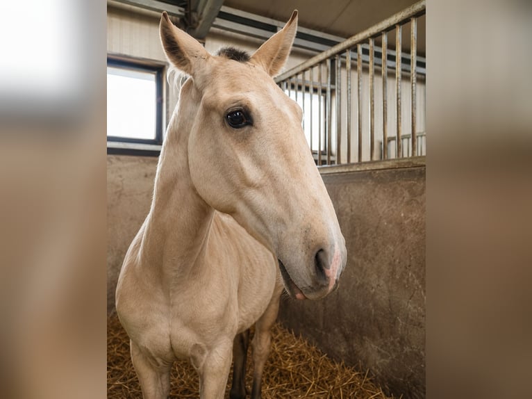 Lusitano Hengst 1 Jaar 164 cm Buckskin in Herborn