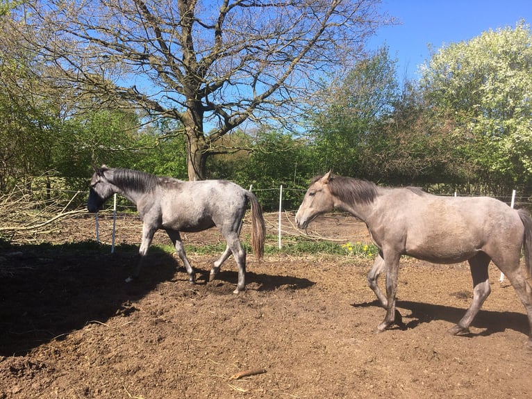 Lusitano Hengst 1 Jaar 165 cm Appelschimmel in Großvollstedt