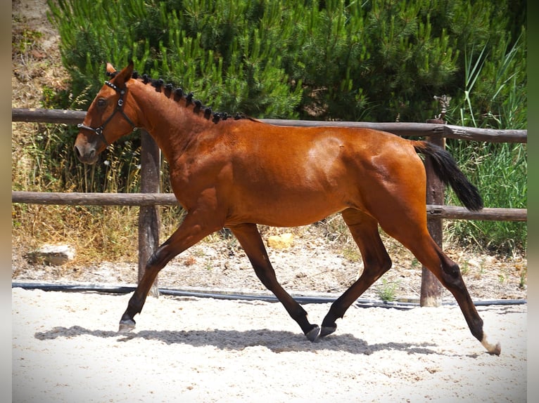 Lusitano Hengst 1 Jaar 165 cm Bruin in Ribamar