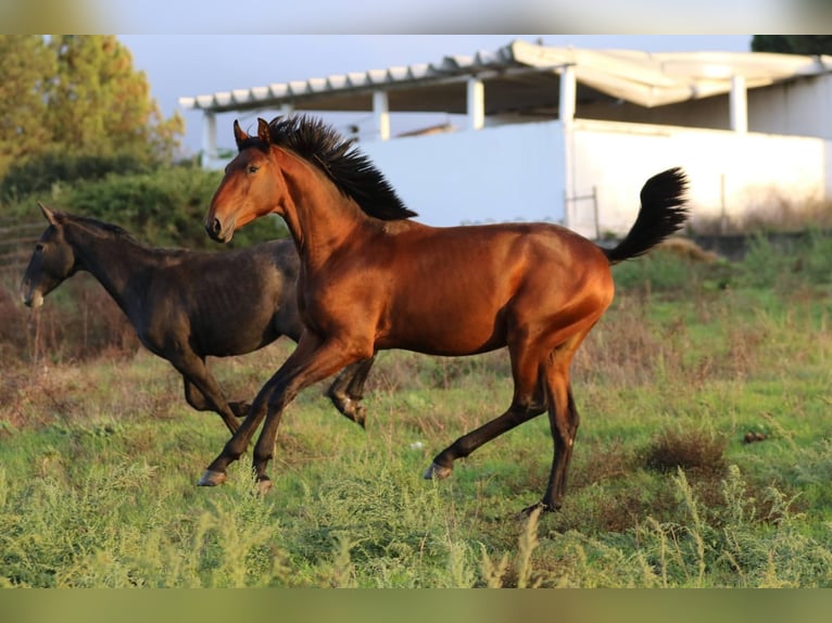 Lusitano Hengst 1 Jaar 165 cm Bruin in Rio-Maior