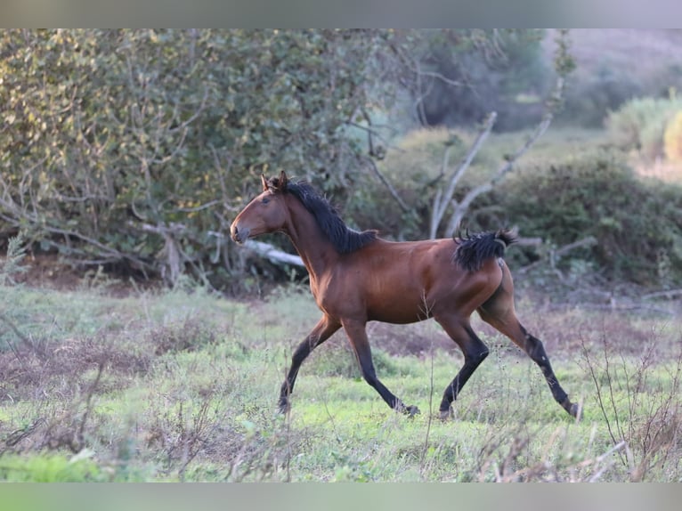 Lusitano Hengst 1 Jaar 165 cm Bruin in Rio-Maior