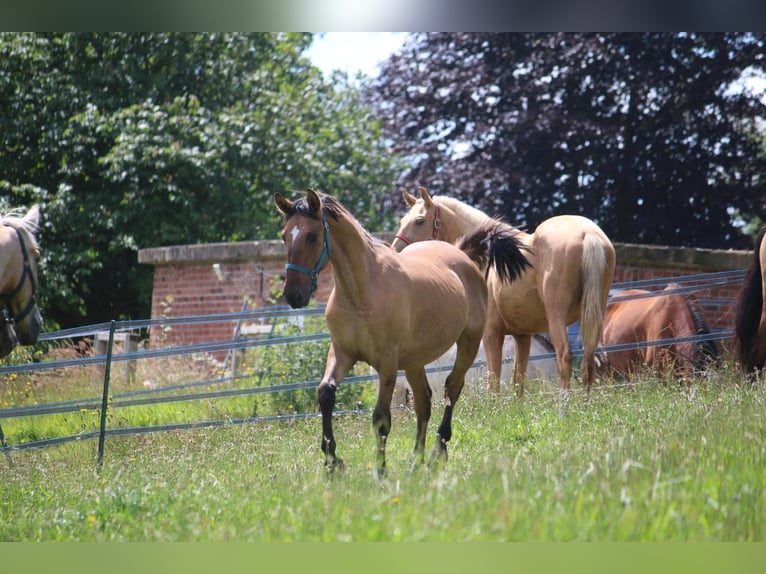 Lusitano Hengst 1 Jaar 165 cm Buckskin in Postfeld