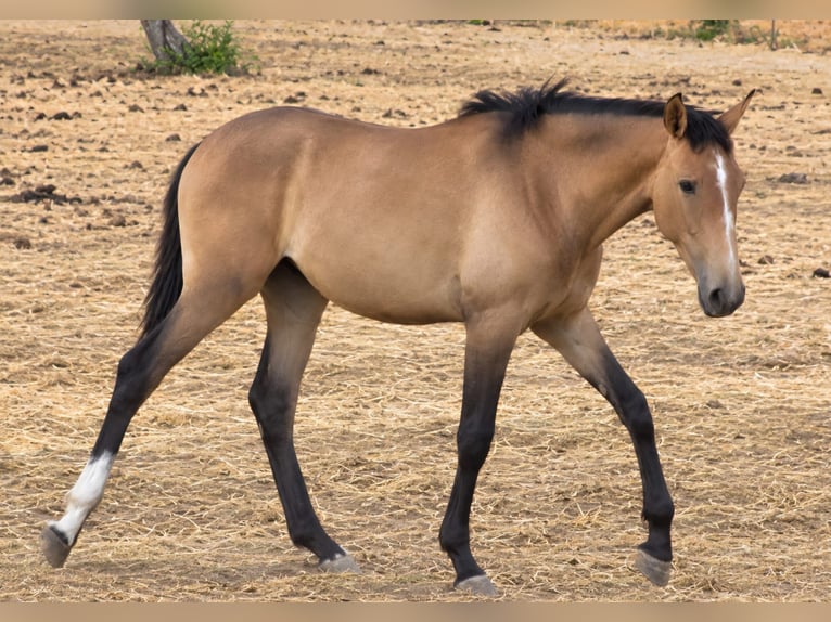 Lusitano Hengst 1 Jaar 165 cm Falbe in Casa Henry  Pera