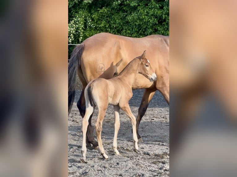 Lusitano Hengst 1 Jaar 165 cm Lichtbruin in Latinne