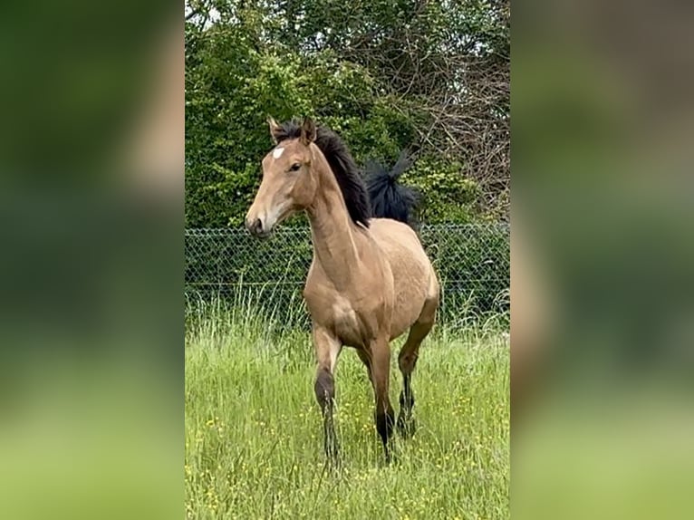 Lusitano Hengst 1 Jaar 165 cm Lichtbruin in Latinne