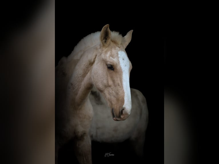 Lusitano Hengst 1 Jaar 165 cm Palomino in Rio Maior