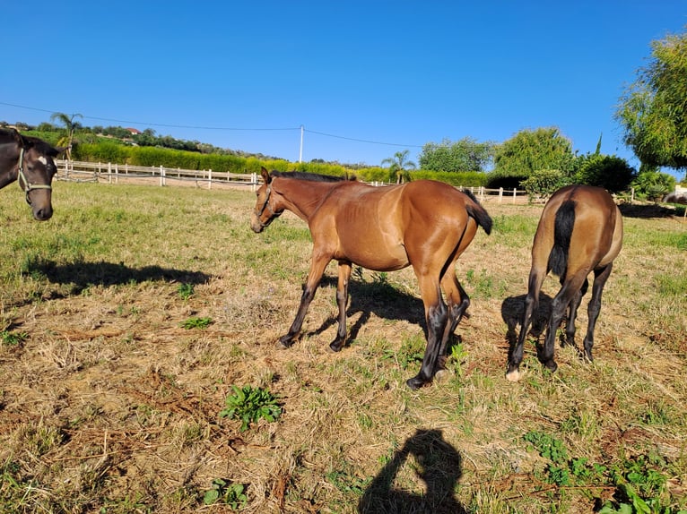 Lusitano Hengst 1 Jaar 165 cm Vos in Pera