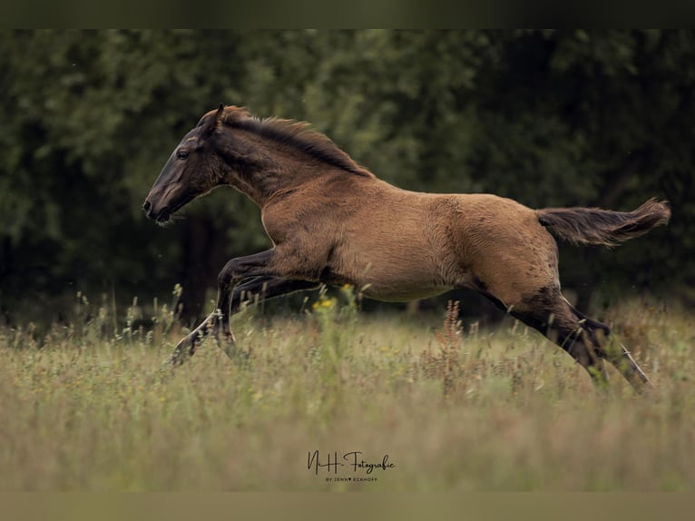 Lusitano Hengst 1 Jaar 165 cm Zwart in Lefitz