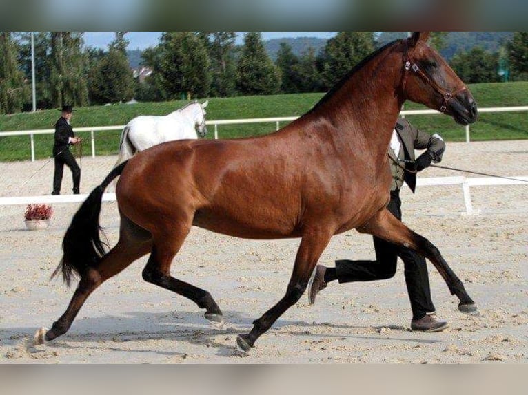 Lusitano Hengst 1 Jaar 165 cm Zwart in Lefitz