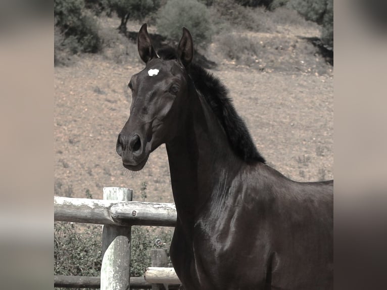 Lusitano Hengst 1 Jaar 165 cm Zwart in Ribamar