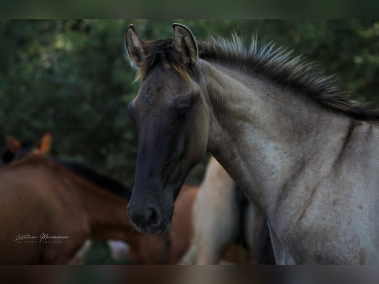 Lusitano Hengst 1 Jaar 166 cm Brown Falb schimmel in Herborn