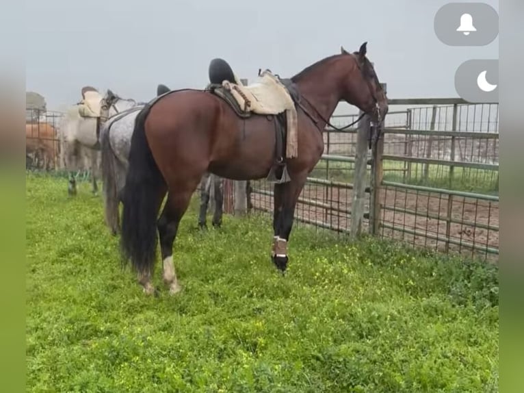 Lusitano Hengst 1 Jaar 166 cm Champagne in Tojal