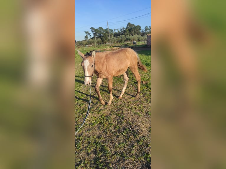 Lusitano Hengst 1 Jaar 166 cm Champagne in Tojal