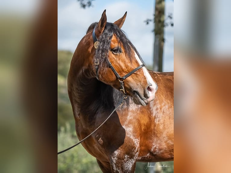 Lusitano Hengst 1 Jaar 166 cm Champagne in Tojal