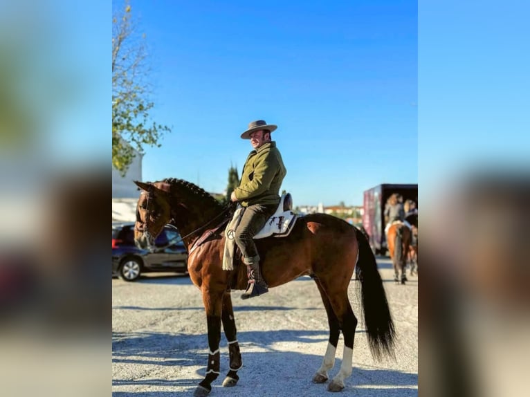 Lusitano Hengst 1 Jaar 166 cm Champagne in Tojal