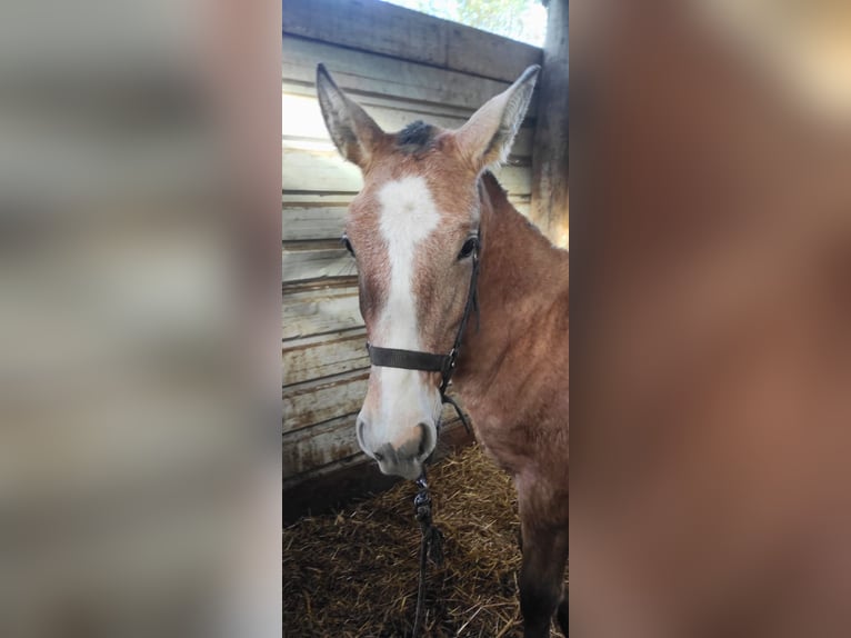 Lusitano Hengst 1 Jaar 166 cm Champagne in Tojal