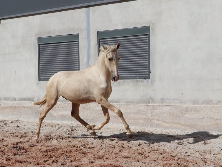 Lusitano Hengst 1 Jaar 166 cm Palomino in Rio Maior