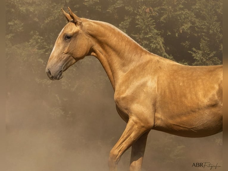 Lusitano Mix Hengst 1 Jaar 168 cm Palomino in Nogueira da Regedoura