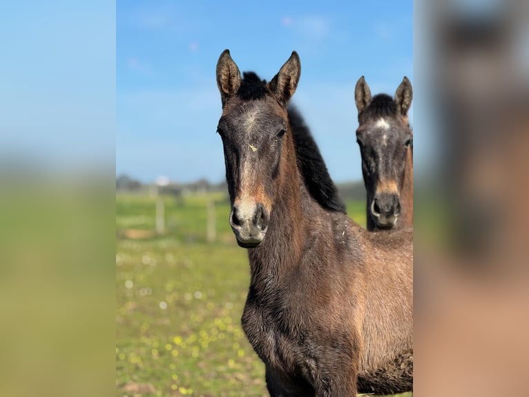 Lusitano Hengst 1 Jaar 168 cm Schimmel in Beja