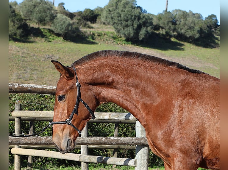 Lusitano Hengst 1 Jaar 170 cm Bruin in Ribamar